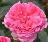 Roos 'La rose de Molinard'
