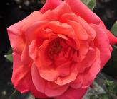 Rosa 'Catherine Deneuve' grootbloemig closeup 