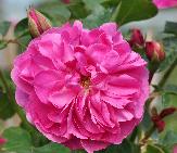 Rosa 'Allegro' Meilland Engelse klimroos closeup 