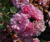 Rosa 'Bonica'gevuldet rosroos adr closeup