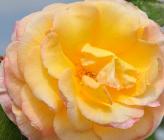 Rosa 'Golden Glory'  - klimroos