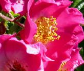 Rosa 'Marguerite Hilling' botanische  Landscape Rose 1958 closeup 3