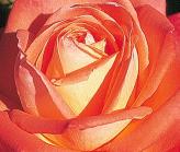Rosa 'Konigin der Rosen' Kordes 1964
