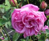 Rosa 'La Reine Victoria 'oude tuinroos1872