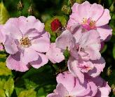 Rosa 'Lavender Dream' bloei eind juni