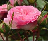Rosa 'Mini Eden Rose' closeup