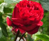 Rosa 'Red Eden Rose'  Meilland 2002
